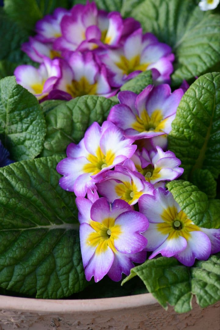 おまけ付き　NIKON AF NIKKOR 70-210mm f4