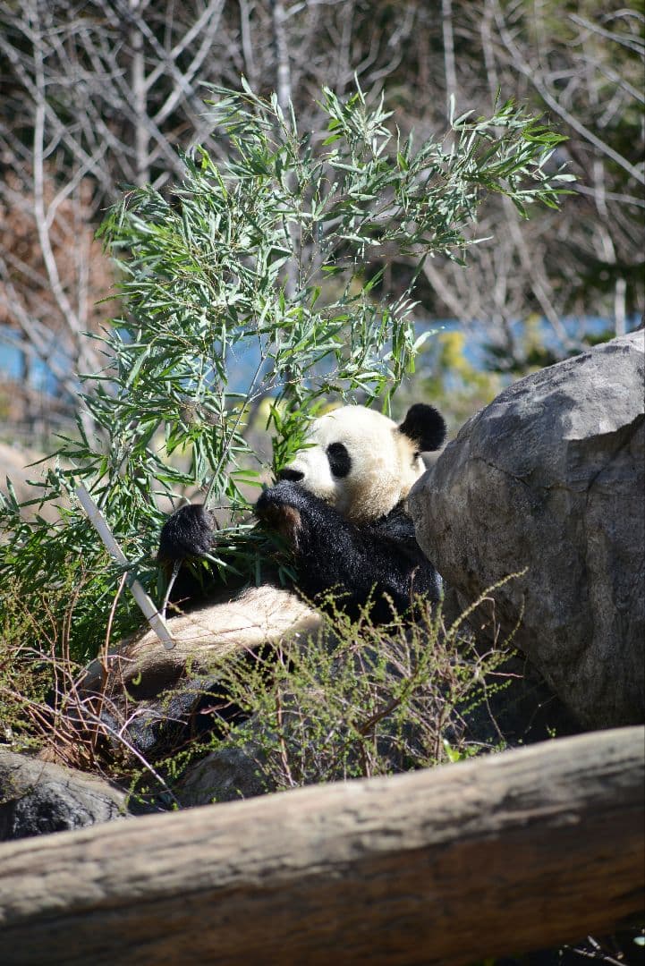 おまけ付き　NIKON AF NIKKOR 70-210mm f4
