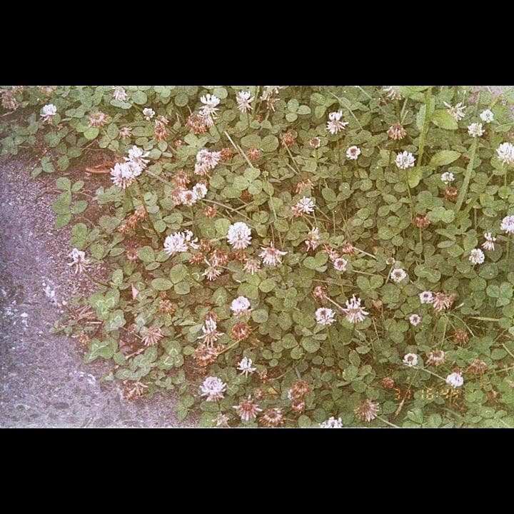 PENTAX ESPIO 115 フィルムカメラ中古 テスト撮影済　送料込.