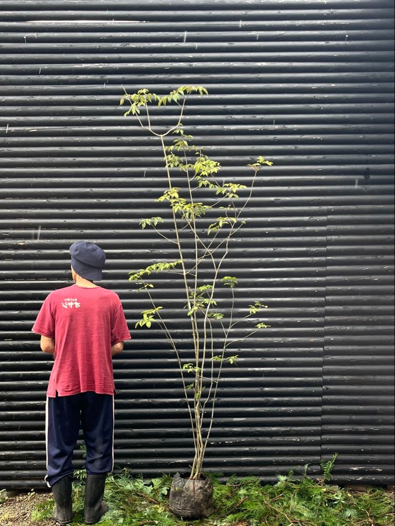 山採り天然　アオダモ　６本株立　50