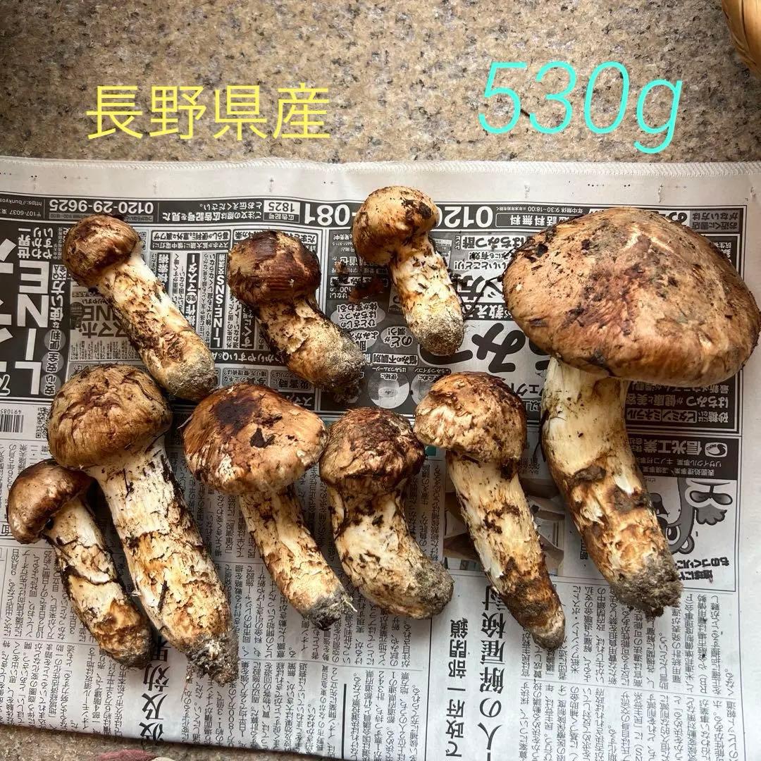 国産　長野県上伊那産　松茸 約539g クール便対応