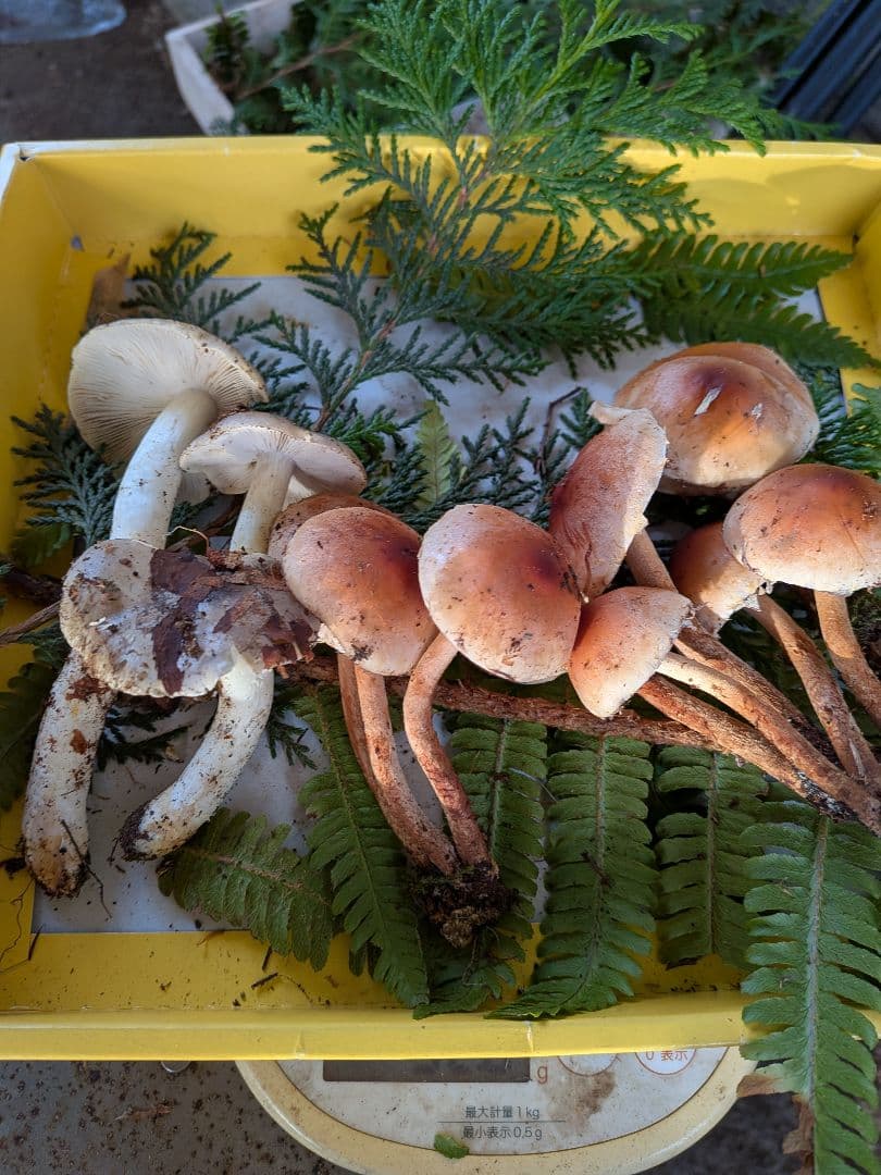 長野県産 松茸 195g 10月21日 採り※シモフリ・クリタケ少し