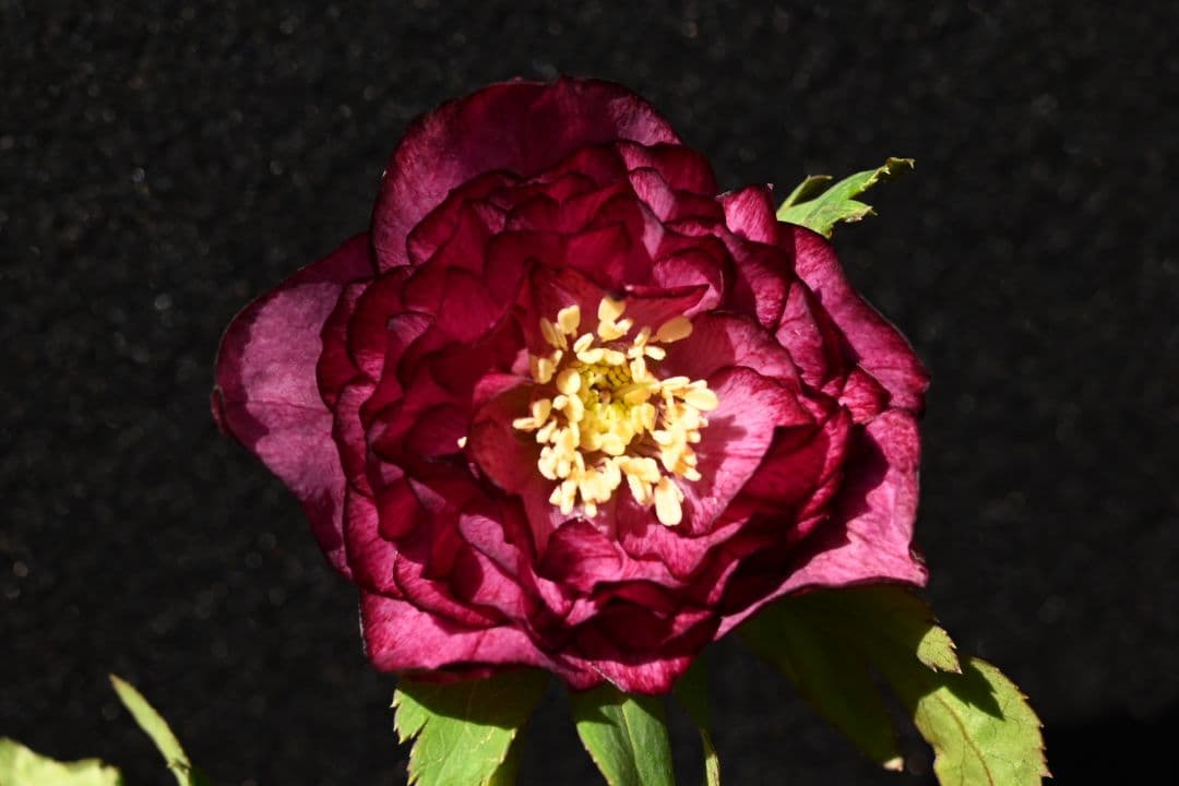 クリスマスローズ　認定シャガールレッド多弁　加藤農園