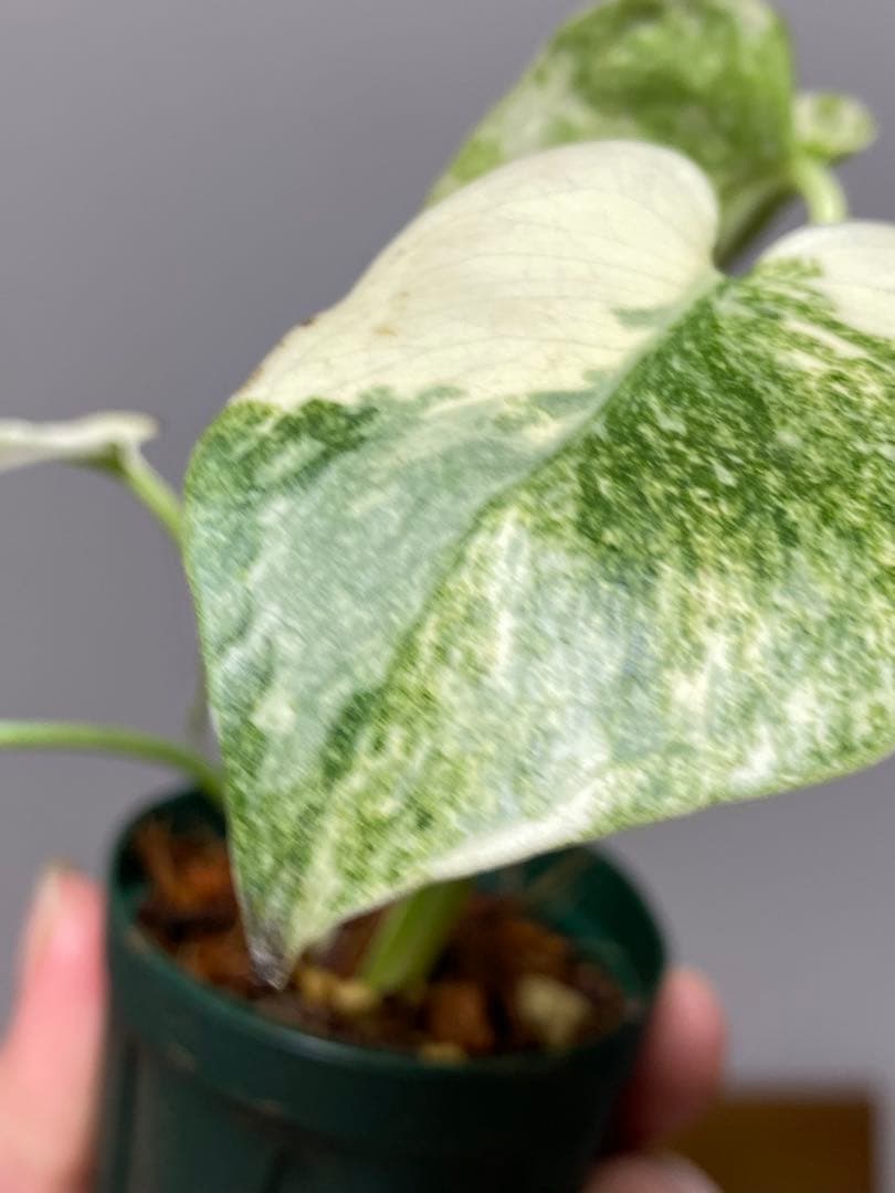 ご*ん様 【斑入り強め✨】モンステラ　デリシオーサ　レガシー　斑入り　希少　人気