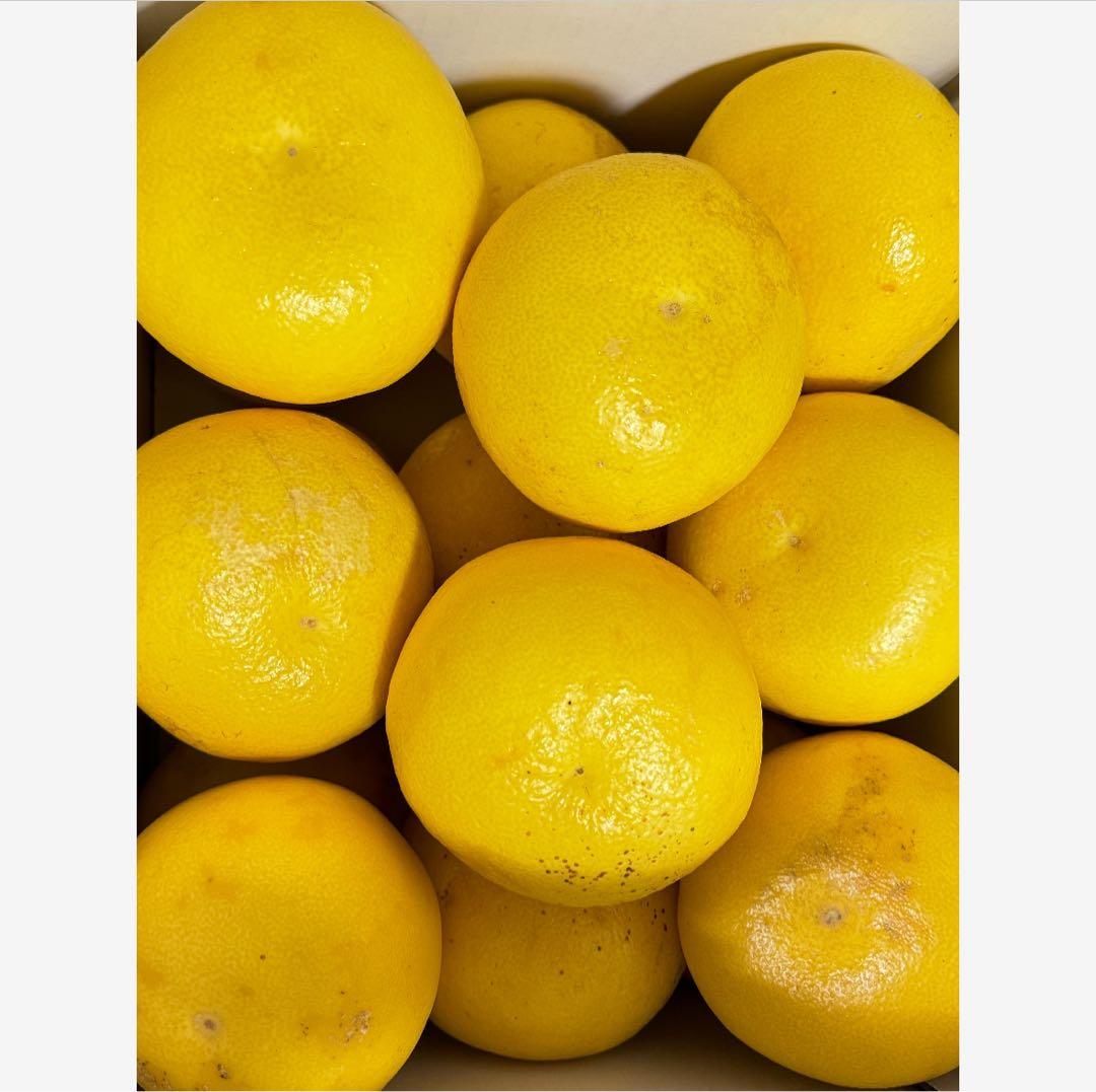 63高知特産 露地栽培 土佐文旦 3L4L文旦 約20kg 大玉 サイズ