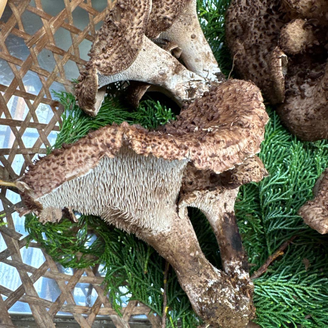 1信州上伊那産天然香茸￼1kg