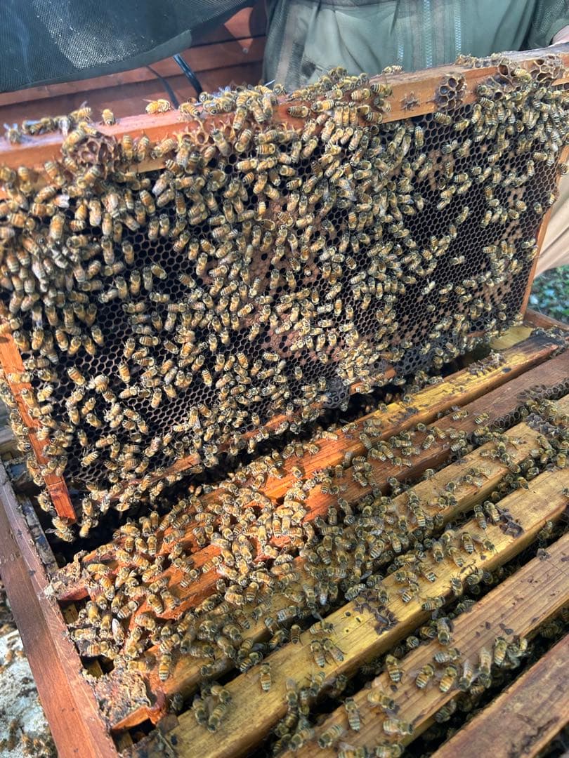 信州産　6月のはちみつ　1,200g×2本　野薔薇やトチノキなど　これで最後です