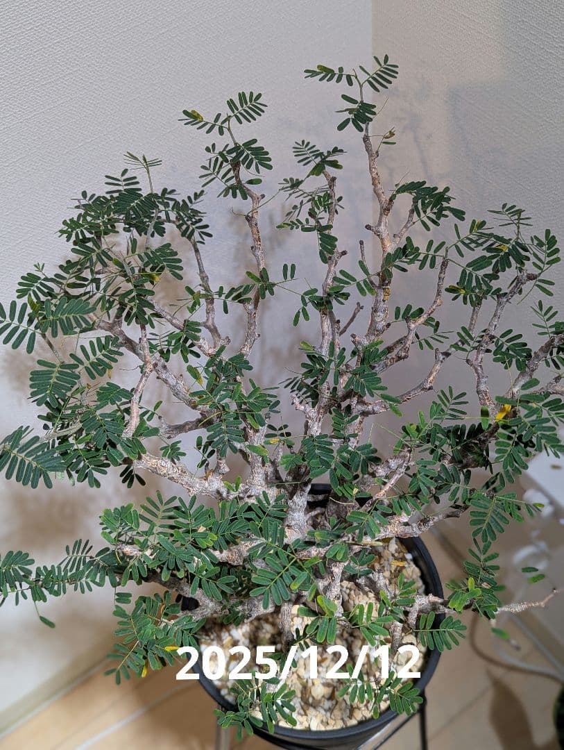 火*＠様 1/31までセール！センナ メリディオナリス　美株