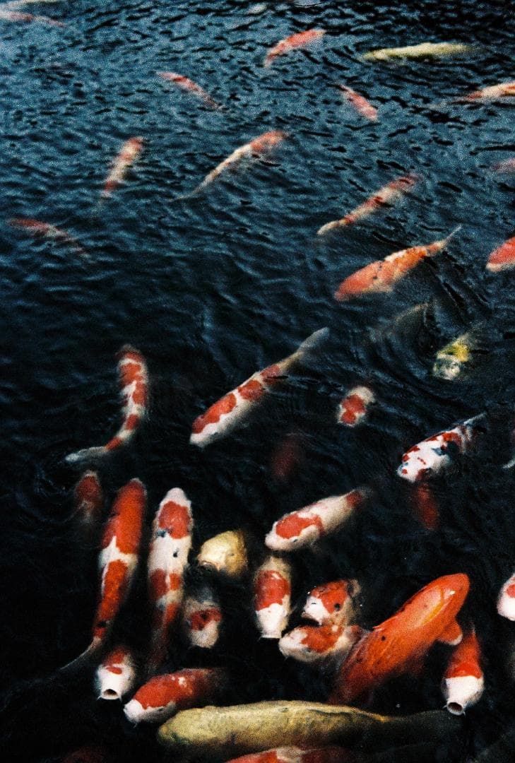 OLYMPUS PEN-EE フイルムメルカリ用商品説明