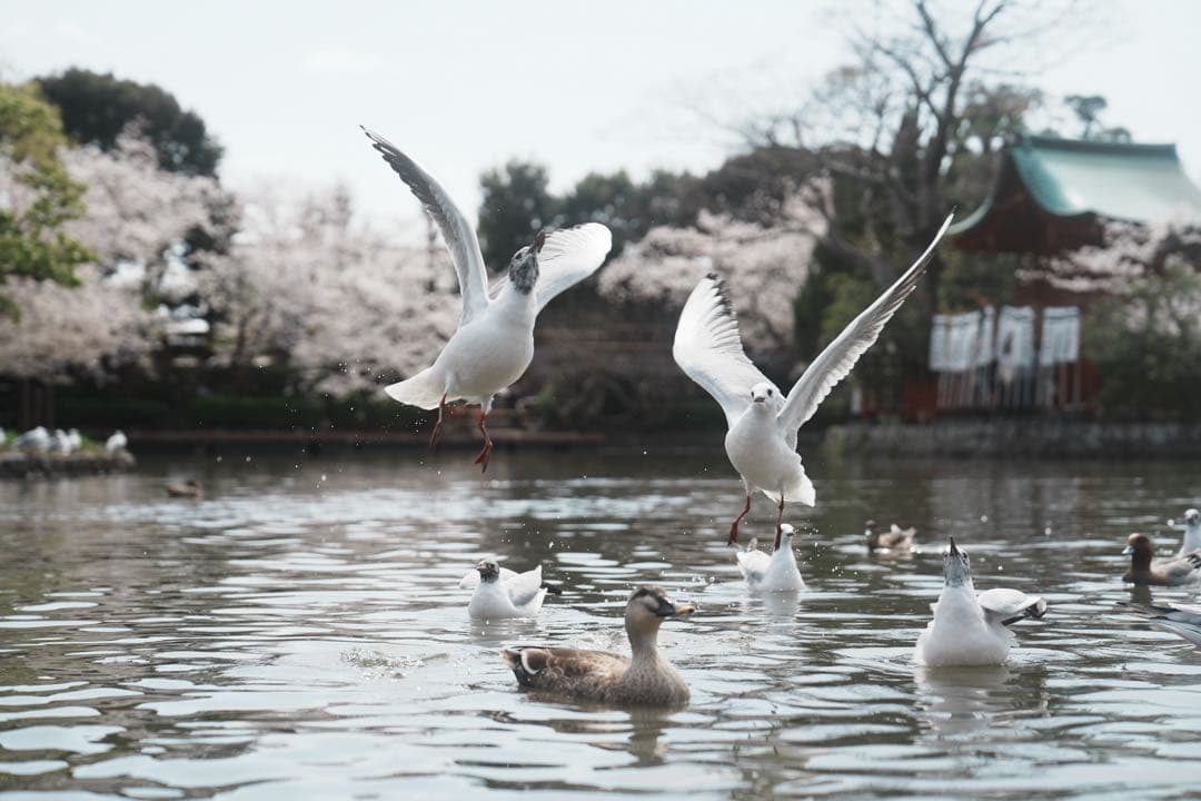 【Nami】SONY ミラーレス 一眼 カメラ α7IV ボディ ブラック