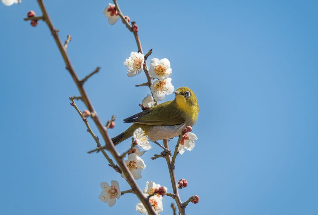 SIGMA 150-600mm F5-6.3 DG DN OS Eマウント