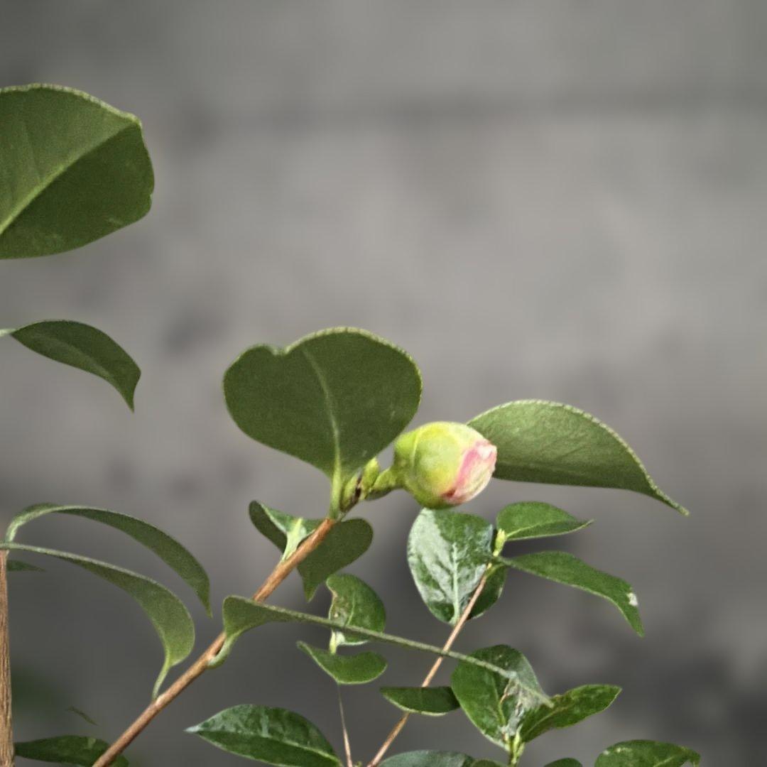 neet 炎　大社紫　此の糸3点セット