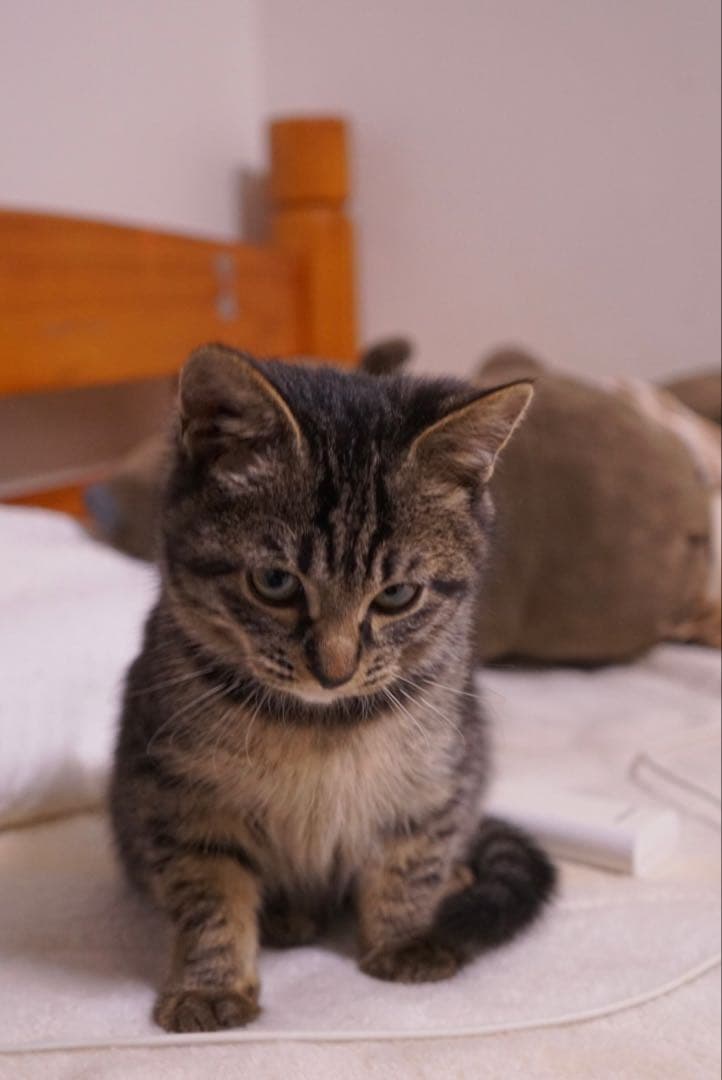 SONY Eマウント 単焦点レンズ SEL2870