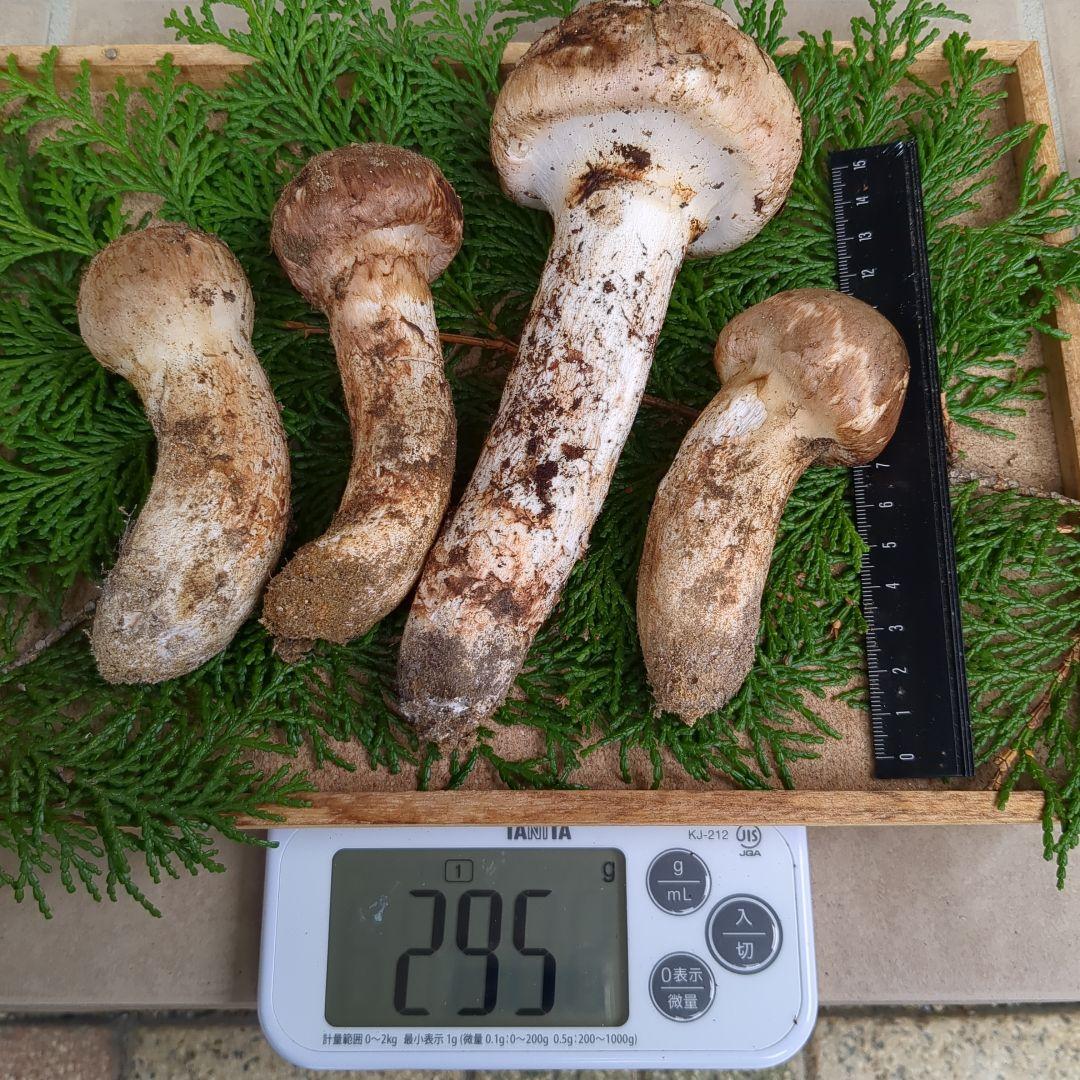 あだむす 信州産松茸 約300g