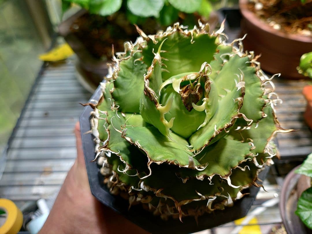 アガベ　フィリグリー　メルカリ便　子株付き