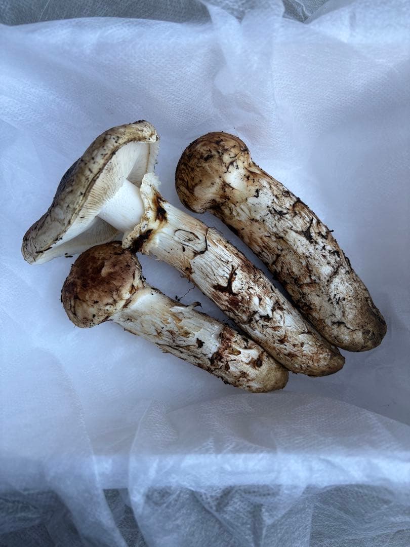 松茸　岩手県産