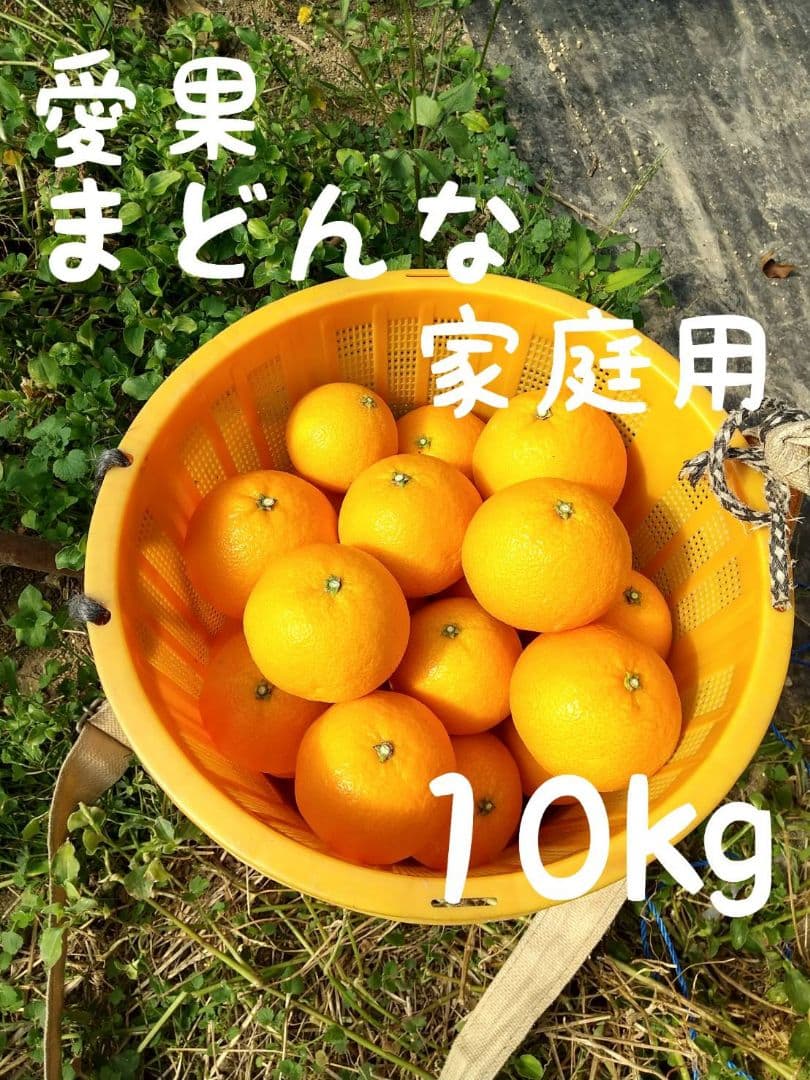 97愛果 まどんな 家庭用 10kg