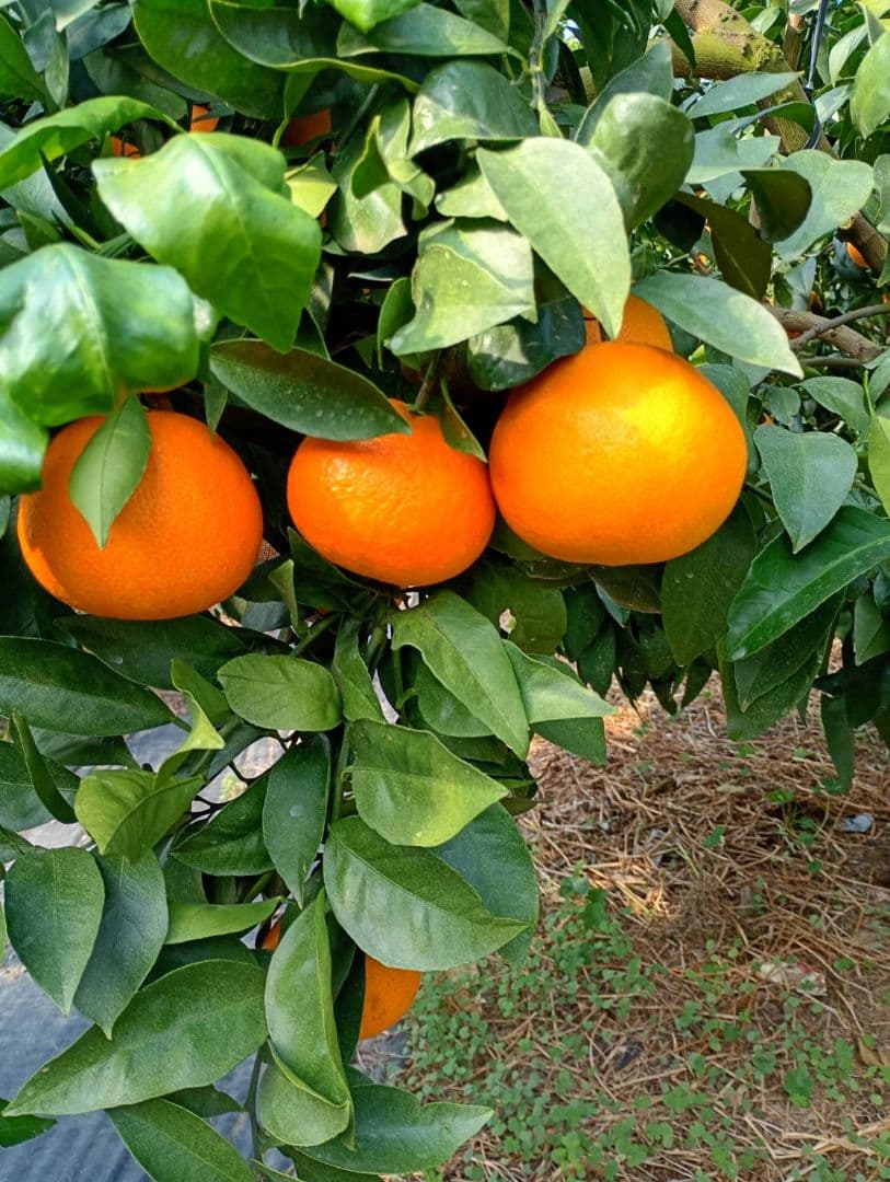 97愛果 まどんな 家庭用 10kg