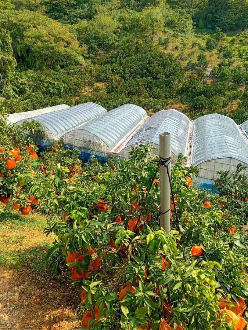 97愛果 まどんな 家庭用 10kg