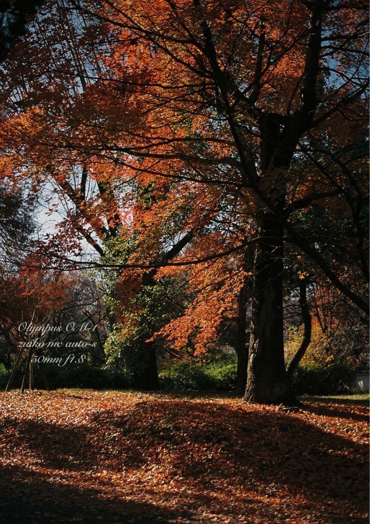 入門に★OLYMPUS OM-1/レンズセット★作例多数＊初期保証＊美品＊完動品