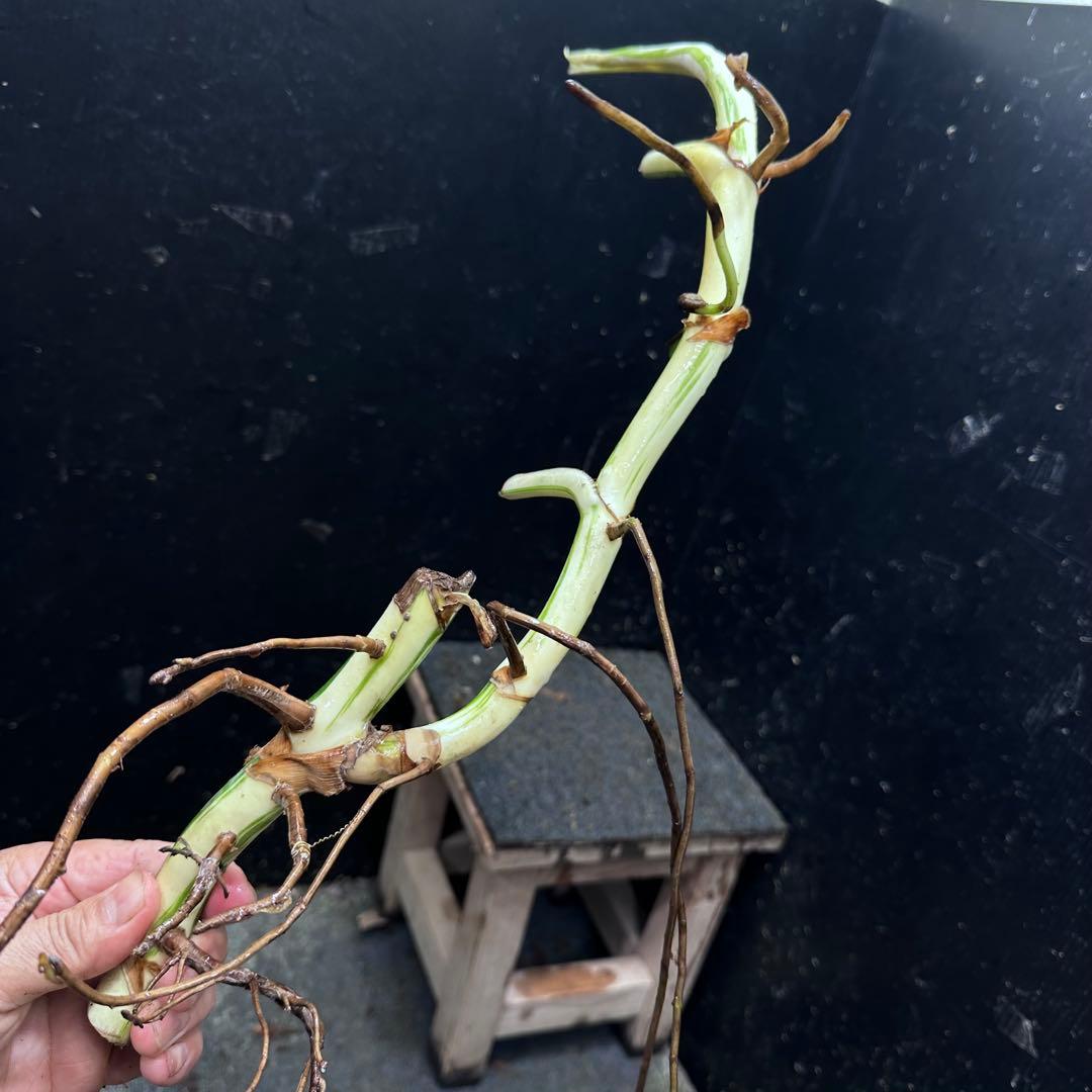 雨*♪様 斑入りモンステラホワイトタイガー大茎5株おまとめ