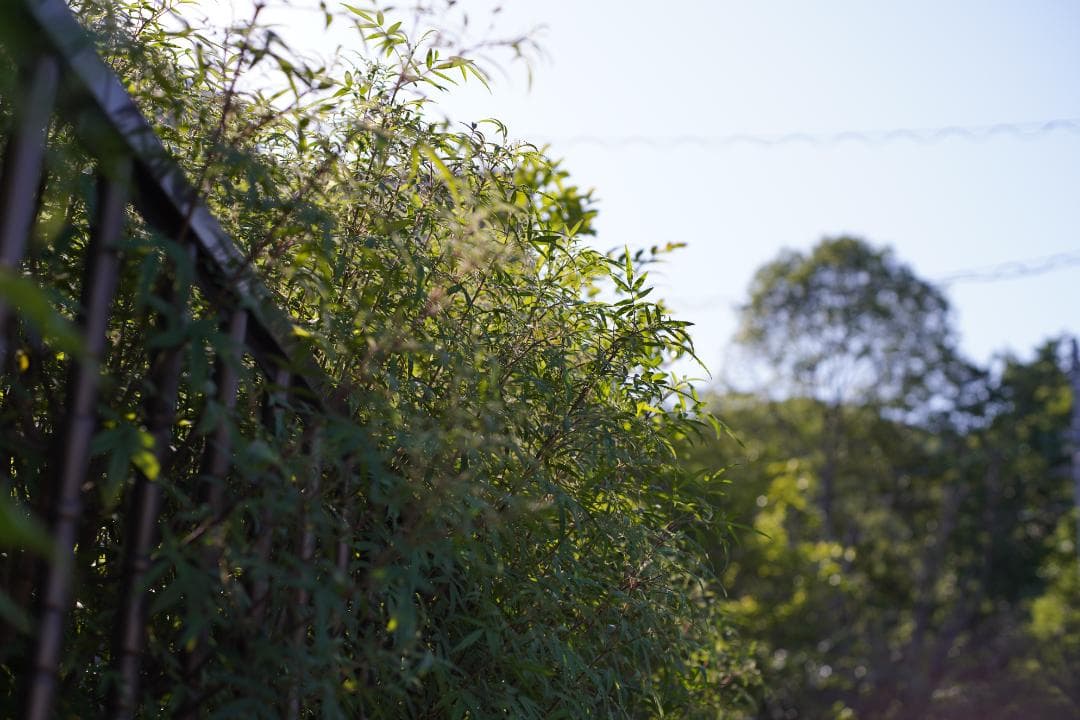 フィルムカメラ OLYMPUS OM-1N / F.ZUIKO AUTO-S 50mm F1.8