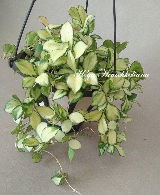 ホヤ ヘウスケリアナ 斑入 花座 大鉢 アクアセル入り