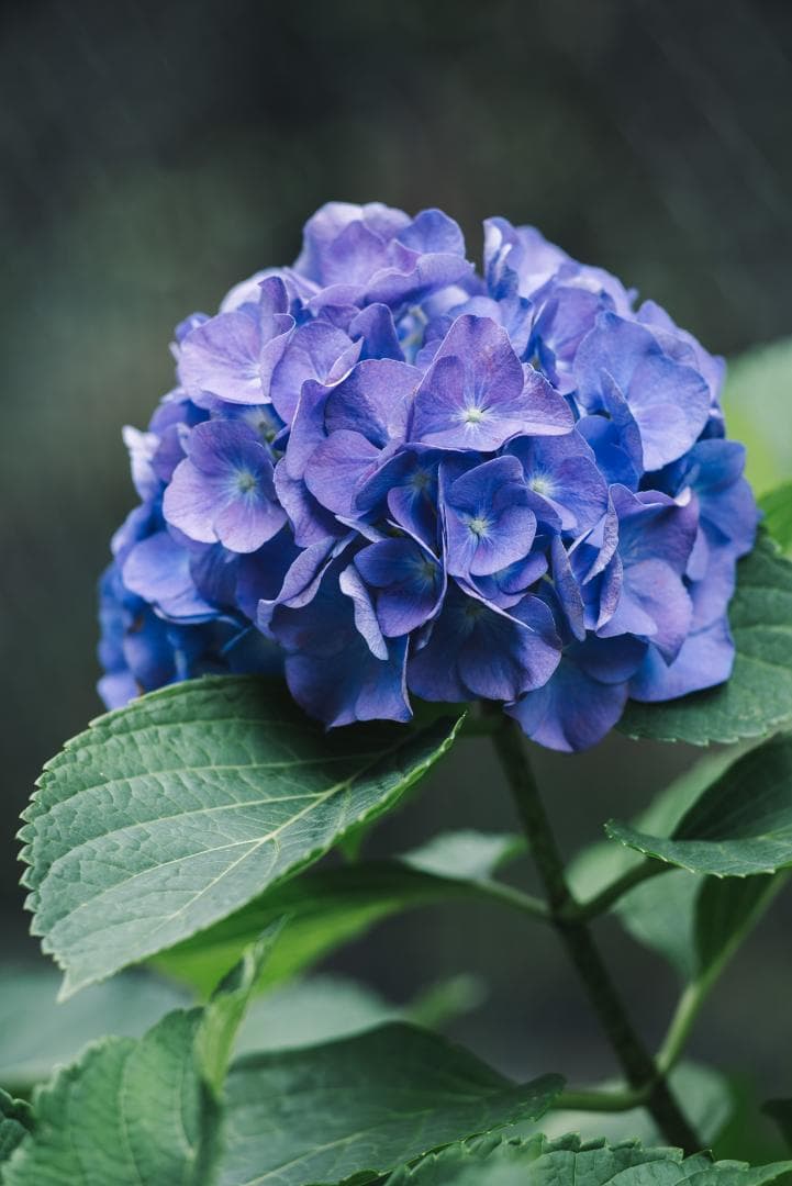 良品！中望遠の決定版！Leica Tele-Elmar 135mm F4