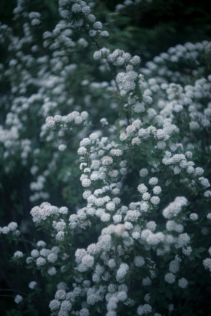 良品！山崎ズマール！Leica Bluecoted Summar 50mm F2