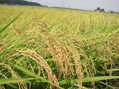 玄米20kg岩手県奥州市前沢産ひとめぼれ令和7年産米