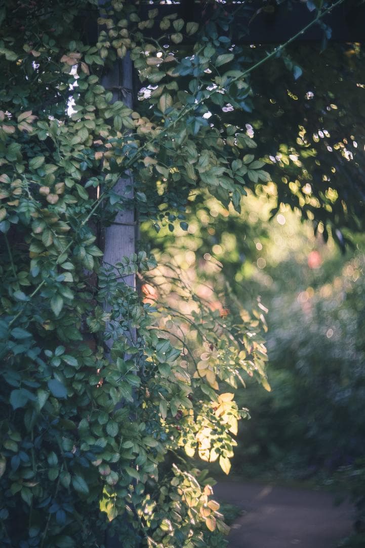 訳ありSALE！虹の出るライカの癖玉！Leica Summar 50mm F2