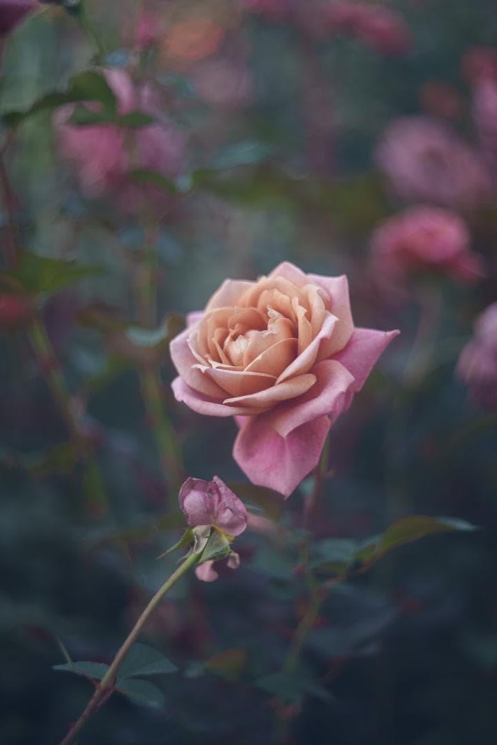 訳ありSALE！虹の出るライカの癖玉！Leica Summar 50mm F2