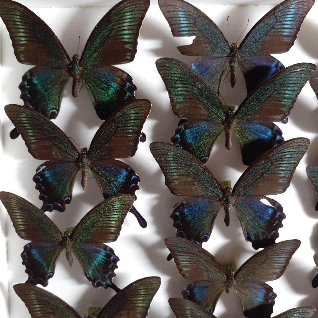 蝶標本　ミヤマカラスアゲハ(春型夏型　♂️♀53頭)大型ドイツ標本箱二箱入り