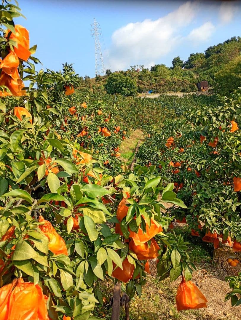 125愛果 まどんな 家庭用 10kg