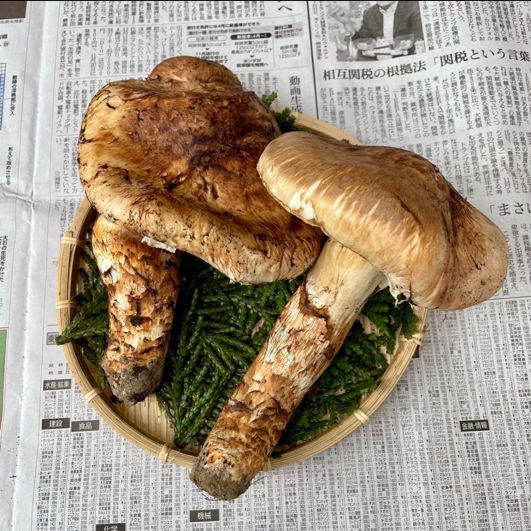 天然きのこ 松茸 国産 マツタケ まつたけ 大自然の凛さん採取その165