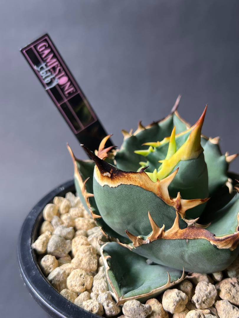 オテロイ実生 gamestoneさんより購入株 バンド　美鋸歯　タグ付き