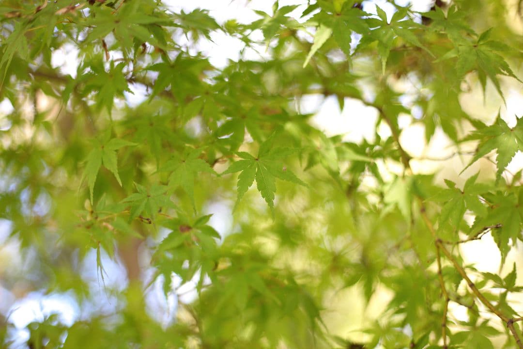 〘レアなフード付〙Canon EF 50mm f1.8 単焦点 ES-62付き