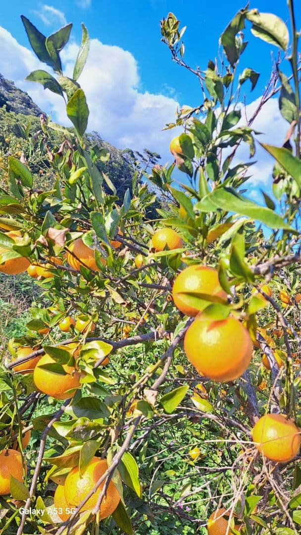 徳之島産家庭用たんかん10キロセット