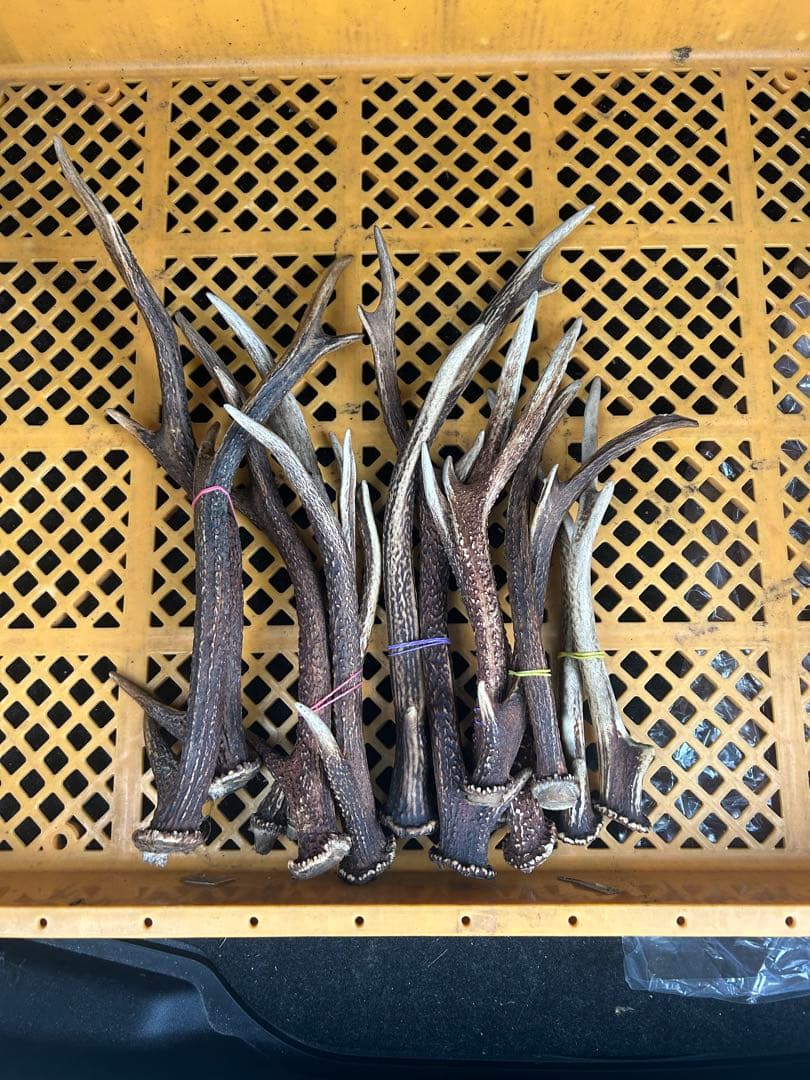 JK様用　鹿の角セット(12本)