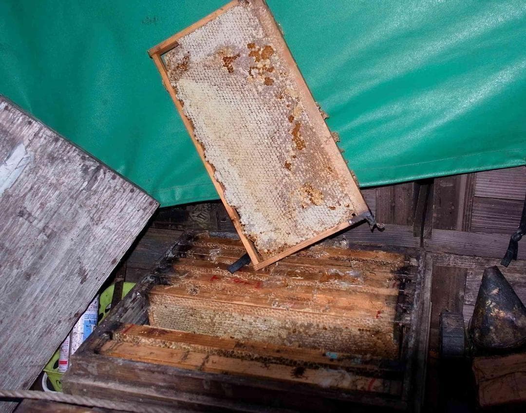 国産蜂蜜　プロが絞った百花蜜(400ｇ)×２４本入り　サービス品