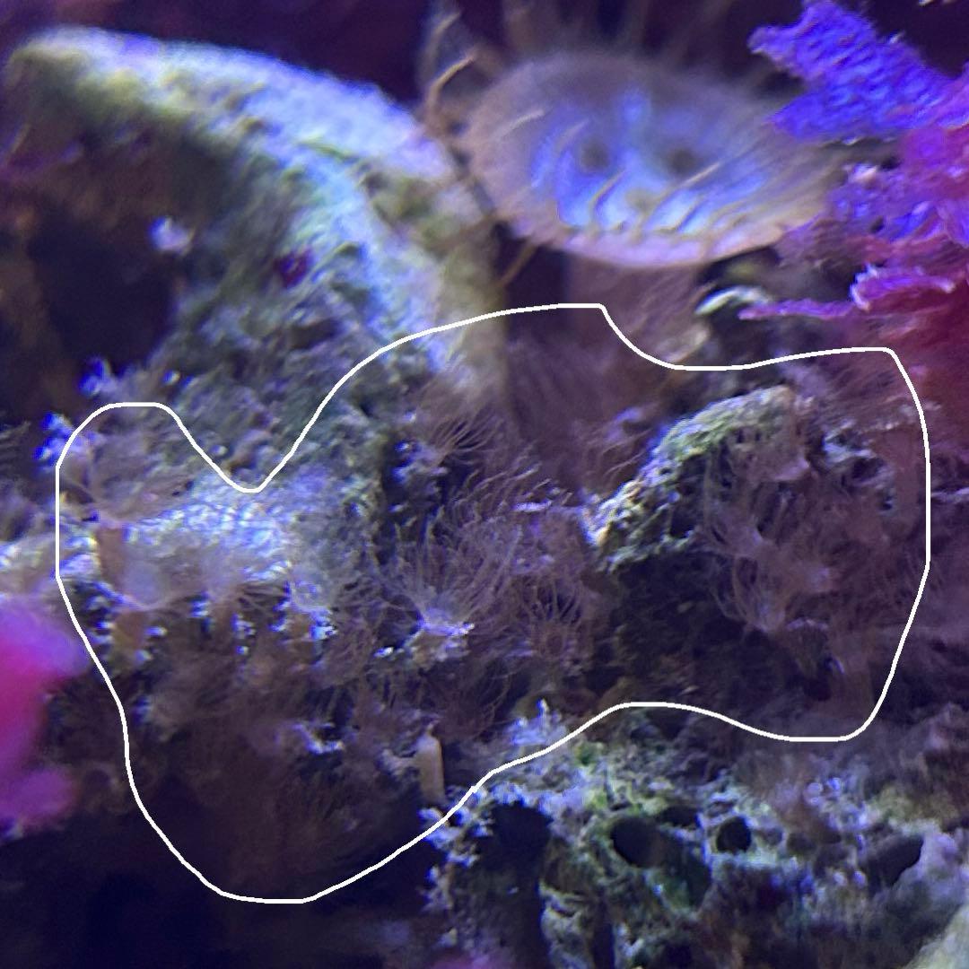 【★】海藻等色々ついたライブロックと海藻セット