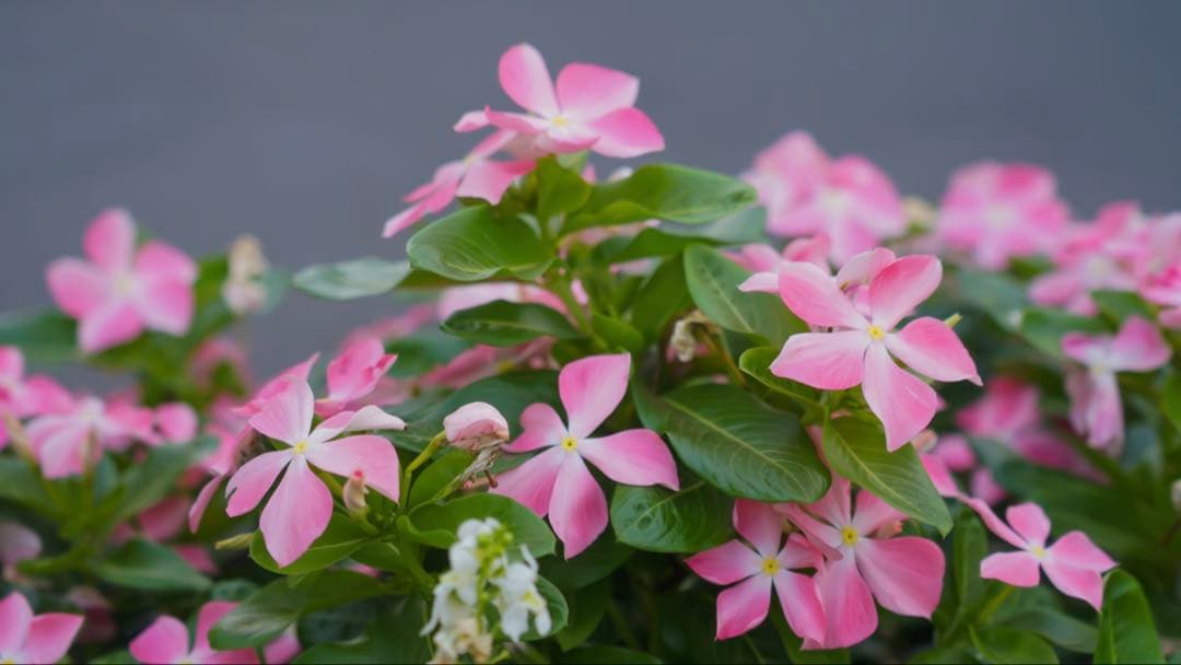 SONYα6300/SONY28-70 f3.5〜5.6 リグ、レンズフィルター