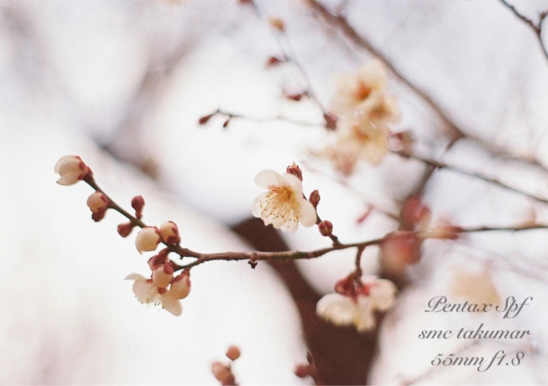 試写作例多数★pentax spf★リザード本革ブラウン★美品＊完動品＊初期保証