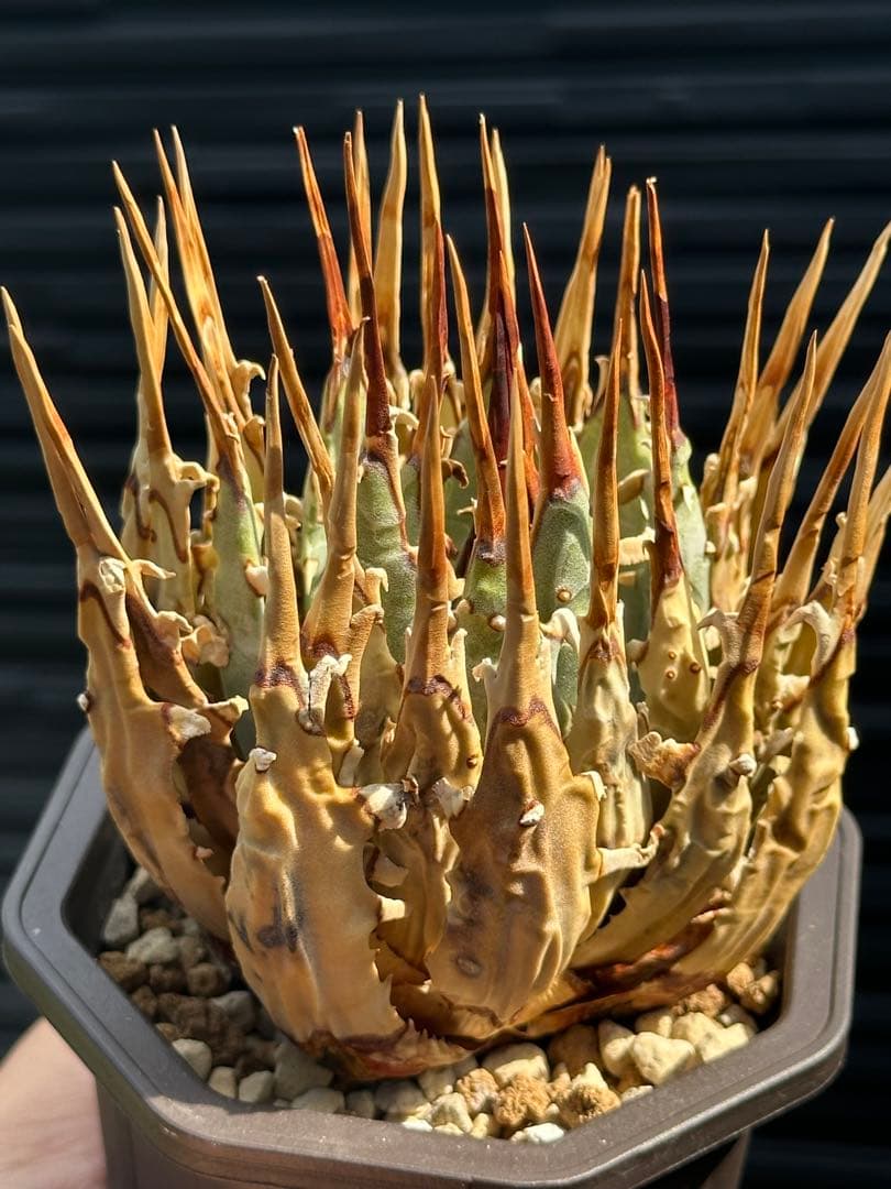 アガベ　ユタエンシス　エボリスピナ　陽炎　裏棘　連棘　発根済