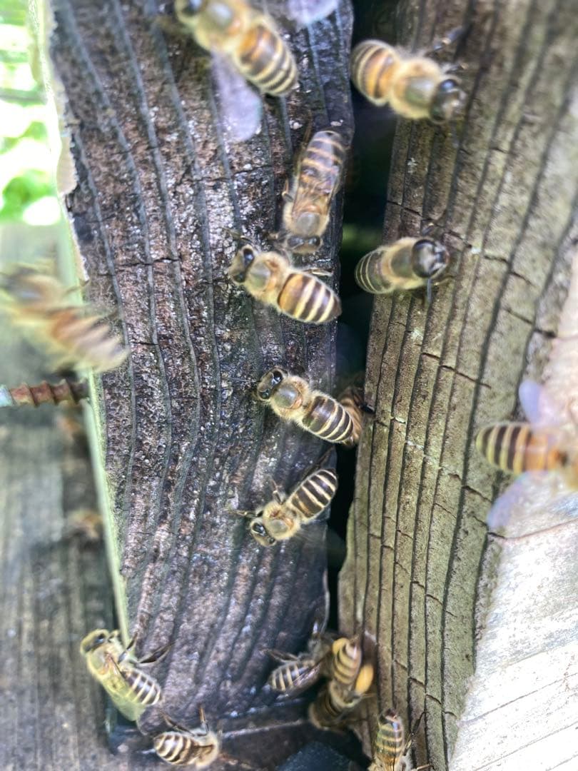 あやたん　ニホンミツバチ　巣蜜　コムハニ　935g