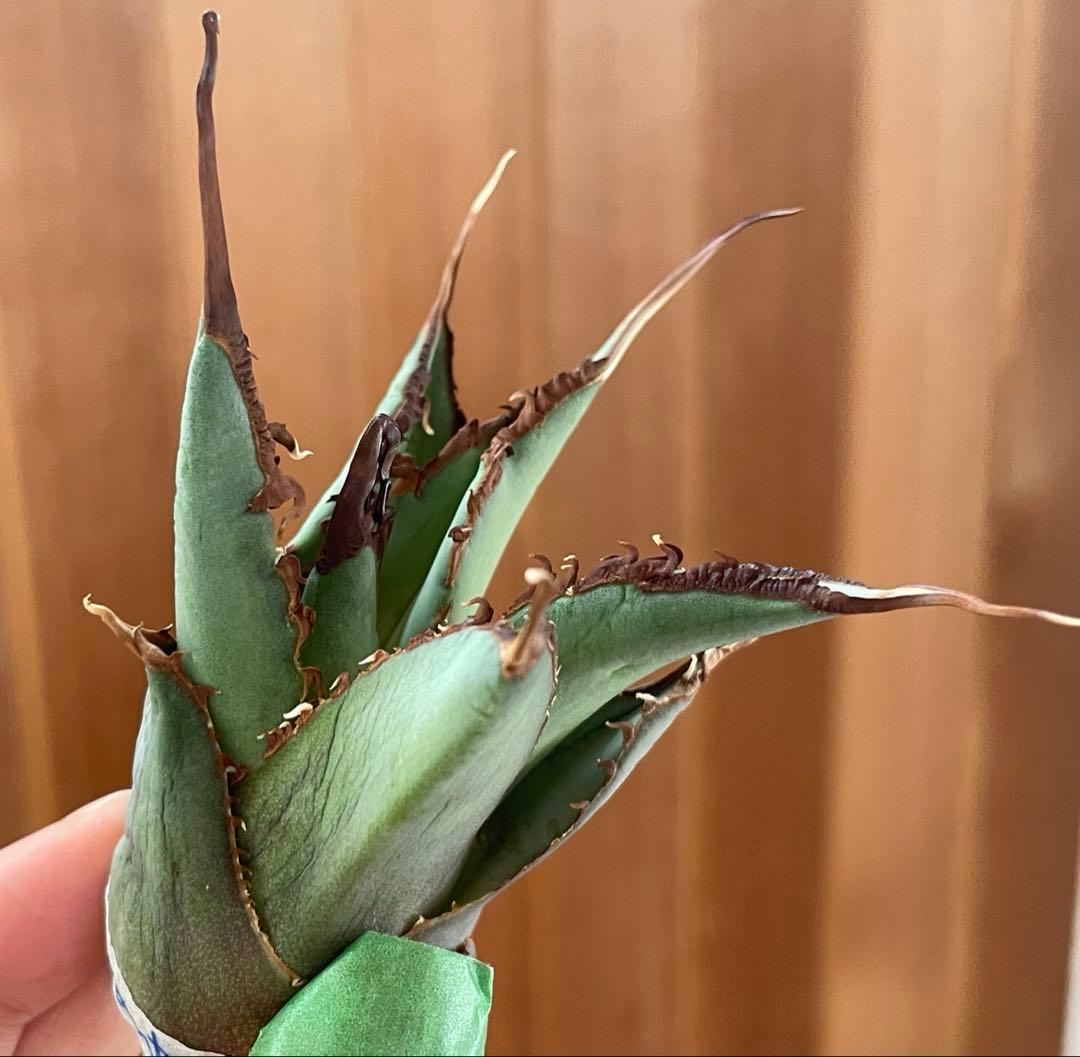 【REZA産】イラン株　選抜　アガベ　TARANTULA 特大　長棘