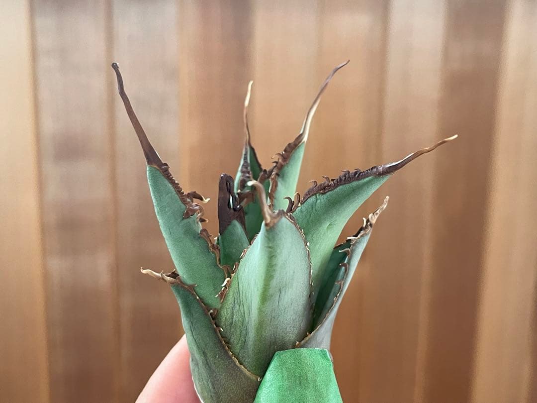 【REZA産】イラン株　選抜　アガベ　TARANTULA 特大　長棘