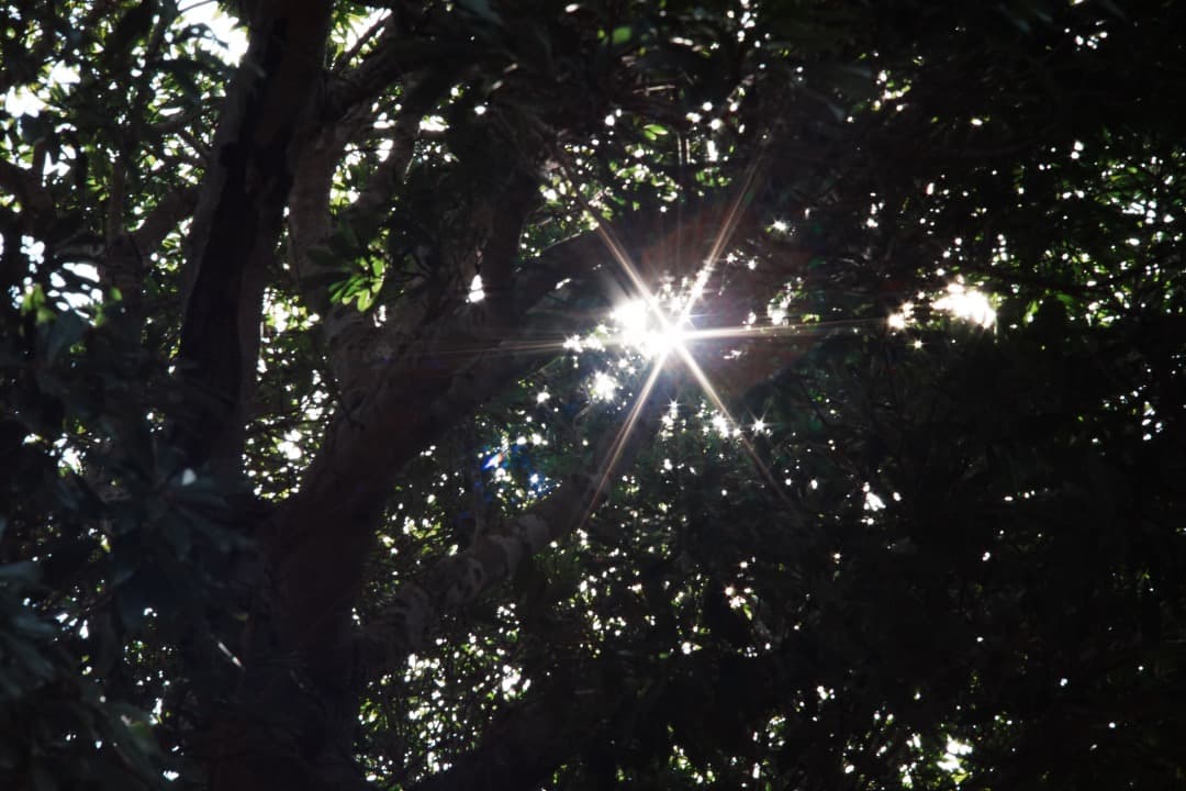 【極美品】オリンパス Zuiko Auto-T 100mm F2.8 814