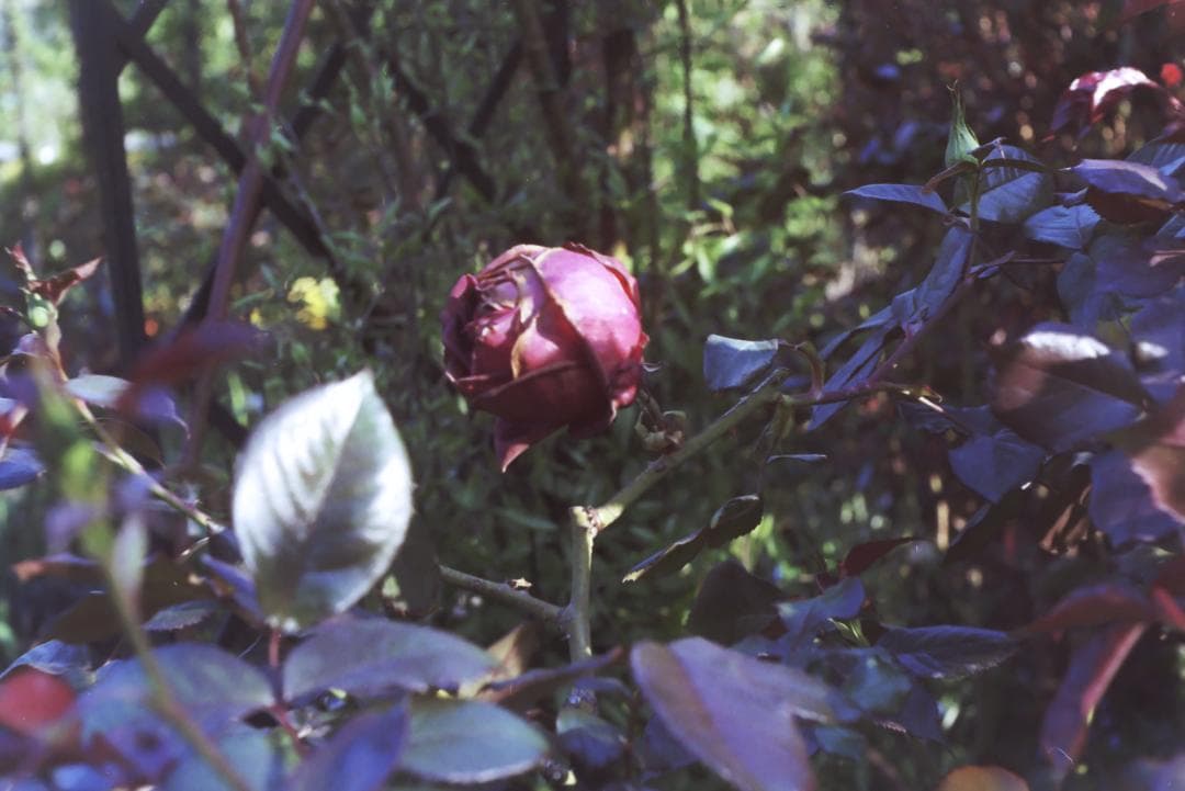 実写確認済！IHAGEE Exa 一眼レフ オールドカメラ 世界初一眼レフ