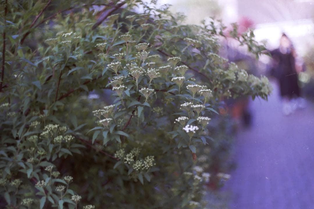 実写確認済！IHAGEE Exa 一眼レフ オールドカメラ 世界初一眼レフ